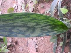 Sansevieria senegambica
