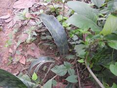 Sansevieria senegambica