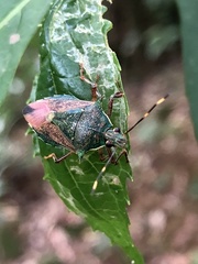 Eocanthecona formosa