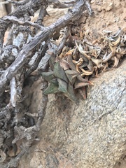 Haworthiopsis tessellata