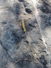 Anthoxanthum dregeanum