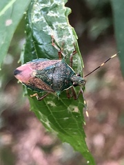 Eocanthecona formosa