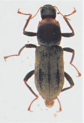 Pseudomacronychus