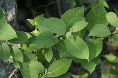 Ehretia dicksonii
