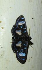 Glyphodes doleschalii