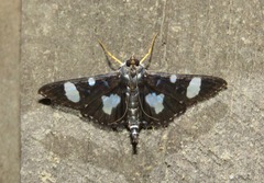 Glyphodes doleschalii