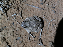 Platyplectrum spenceri