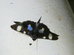 Glyphodes doleschalii