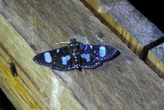 Glyphodes doleschalii