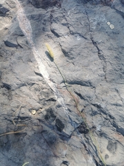 Phleum bertolonii