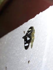 Glyphodes doleschalii