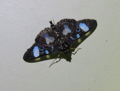 Glyphodes doleschalii