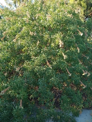 Aesculus californica