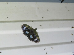 Glyphodes doleschalii