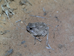 Platyplectrum spenceri