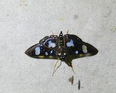 Glyphodes doleschalii