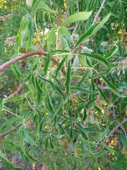 Aesculus californica