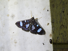 Glyphodes doleschalii