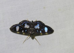 Glyphodes doleschalii
