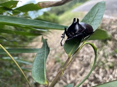 Eupatorus birmanicus