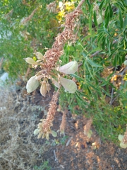 Aesculus californica
