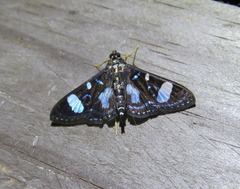 Glyphodes doleschalii