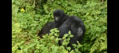 Gorilla beringei beringei