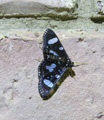 Glyphodes doleschalii