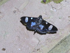 Glyphodes doleschalii