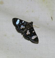 Glyphodes doleschalii