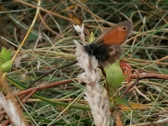 Coenonympha pamphilus
