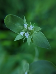 Pycnanthemum setosum