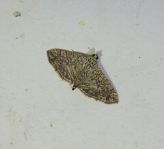 Glyphodes pulverulentalis