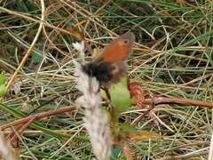 Coenonympha pamphilus