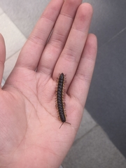 Asiomorpha coarctata