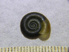 Planorbis planorbis