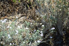 Crucianella maritima