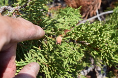 Walshomyia juniperina