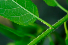 Ehretia dicksonii