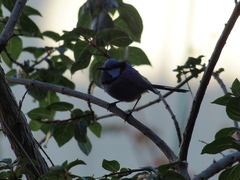 Malurus splendens splendens