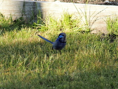 Malurus splendens splendens