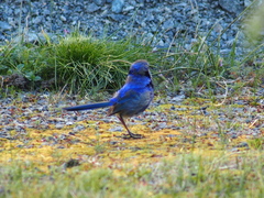 Malurus splendens splendens