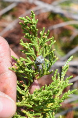 Juniperus grandis