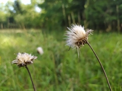 Cirsium tuberosum