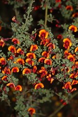 Bossiaea spinescens