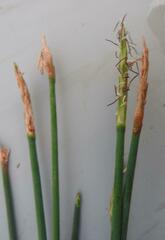 Eleocharis dulcis