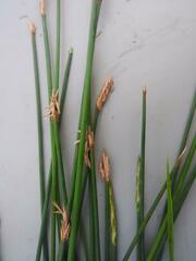 Eleocharis dulcis