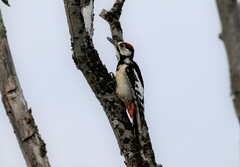 Dendrocopos major kamtschaticus