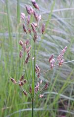 Fimbristylis dichotoma dichotoma