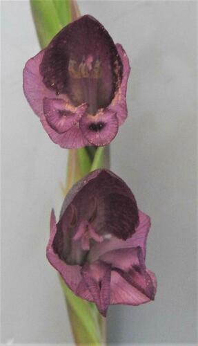 Gladiolus gregarius image